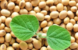 ASA respalda la reforma del régimen de propiedad intelectual vegetal