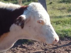 Tristeza bovina: una de las principales amenazas sanitarias de la ganadería del norte argentino