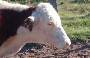 Tristeza bovina: una de las principales amenazas sanitarias de la ganadería del norte argentino