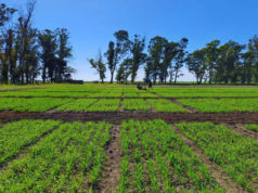 INTA desarrolló una nueva avena de alto potencial productivo