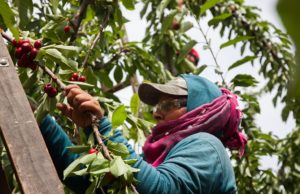 Suben los montos del desempleo rural