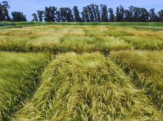 Nueva cebada: mejor productividad y calidad en el cultivo cervecero