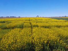 INTA impulsa nuevas variedades de colza