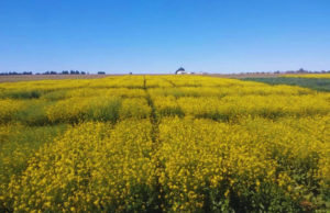 INTA impulsa nuevas variedades de colza