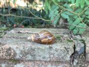 Tucumán: confirman la presencia del caracol gigante africano