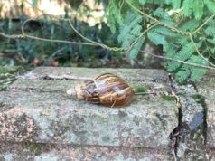 Tucumán: confirman la presencia del caracol gigante africano