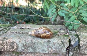 Tucumán: confirman la presencia del caracol gigante africano