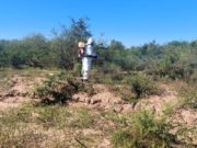 Refuerzan el control de langostas en Catamarca