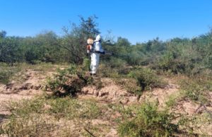 Refuerzan el control de langostas en Catamarca