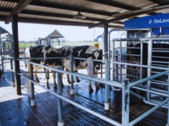 El ordeñe robotizado redefine el manejo en sistemas lecheros