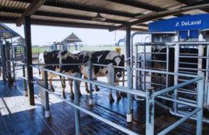 El ordeñe robotizado redefine el manejo en sistemas lecheros