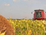 Demora el final de la cosecha de girasol