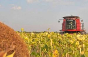 Demora el final de la cosecha de girasol