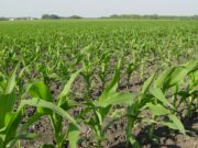 Los planteos tardíos suman a la campaña maicera