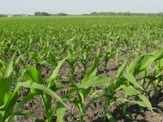 Los planteos tardíos suman a la campaña maicera