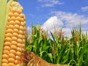 Buenos rendimientos para el maíz