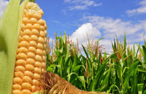 Buenos rendimientos para el maíz
