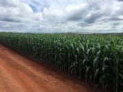 Se demora la cosecha del maíz
