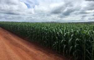 Se demora la cosecha del maíz