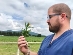 Plantas tóxicas: preocupan los efectos en el ganado