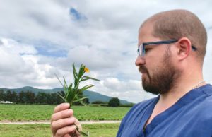Plantas tóxicas: preocupan los efectos en el ganado