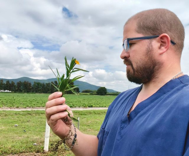 Micheluod plantas toxicas