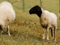 Detección de casos de scrapie en ovinos 🔊