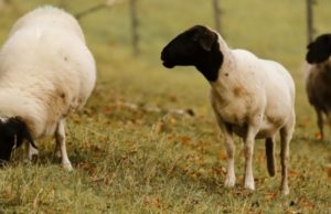 Detección de casos de scrapie en ovinos 🔊