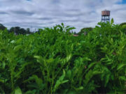 Crean papas que resisten enfermedades virales críticas