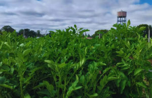 Crean papas que resisten enfermedades virales críticas