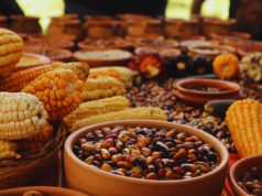 Avanza un programa para rescatar semillas ancestrales