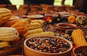 Avanza un programa para rescatar semillas ancestrales