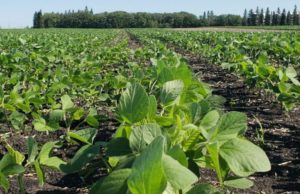 La soja de segunda en muy buena forma