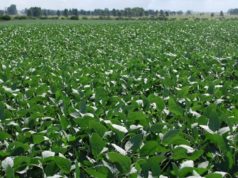 Mejora la soja de segunda