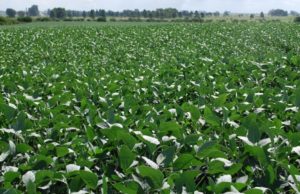 Mejora la soja de segunda