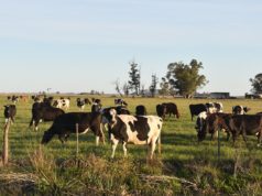 Jornada de tambos de bajo costo en TodoLáctea