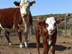 Baja el precio de los terneros