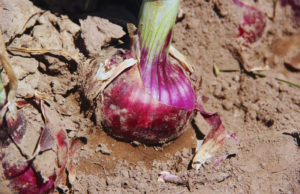 Tinta INTA: nueva variedad con mejoras productivas y comerciales