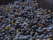 Se consolida una nueva región vitivinícola en Chubut