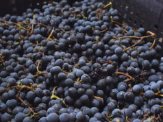 Se consolida una nueva región vitivinícola en Chubut