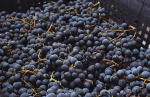 Se consolida una nueva región vitivinícola en Chubut