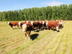 Cada vez menos vacas