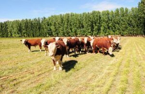 Cada vez menos vacas