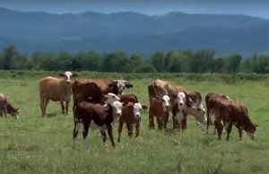 La hacienda para abajo