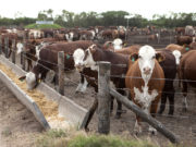 Más animales en los corrales