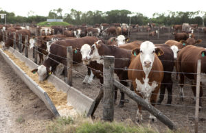 Más animales en los corrales