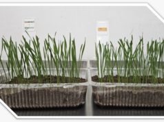 Cosecha histórica de trigo y un reto para la próxima siembra