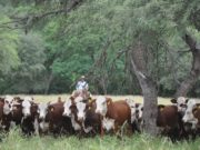 Braford crece aportando eficiencia y adaptación