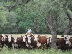 Braford crece aportando eficiencia y adaptación