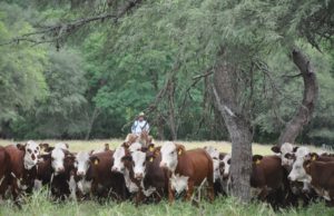 Braford crece aportando eficiencia y adaptación